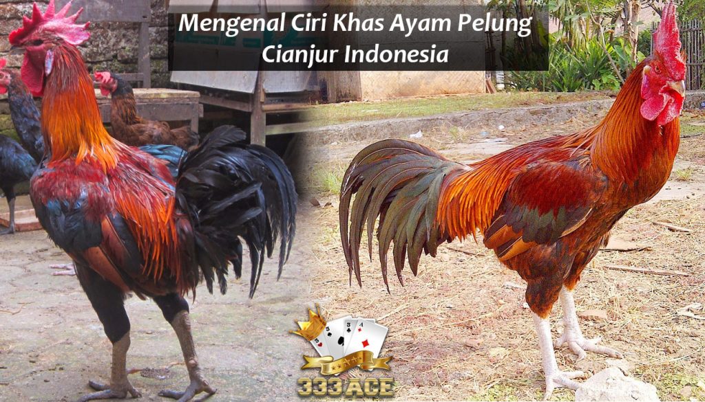 Mengenal Ciri Khas Ayam Pelung Cianjur Indonesia